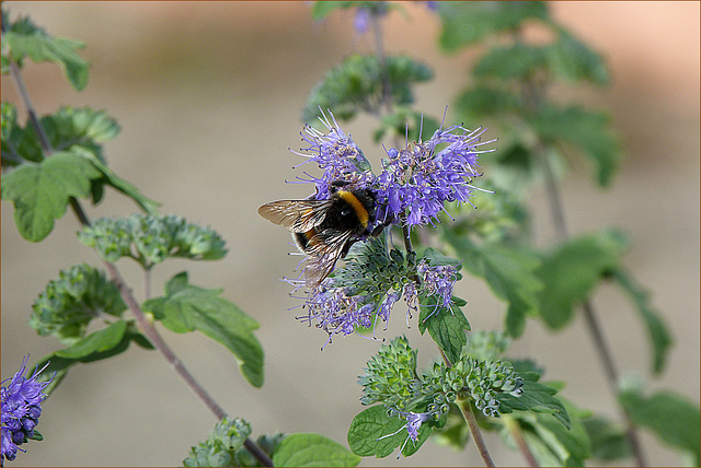 Hummel an Blume