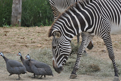 Zoo de Vincennes