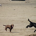 The two dogs were really having a whale of a time on the sand