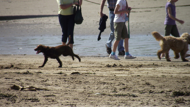 So much fun for the dogs on the beach