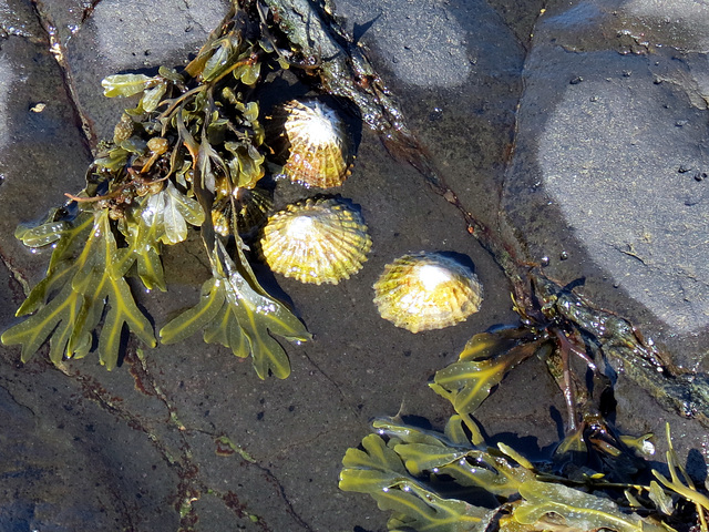 Limpet shells 2