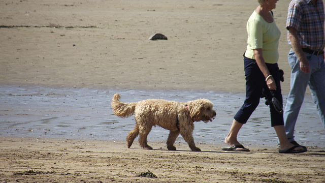 Walking sedately with his owners, then.. into the water he went