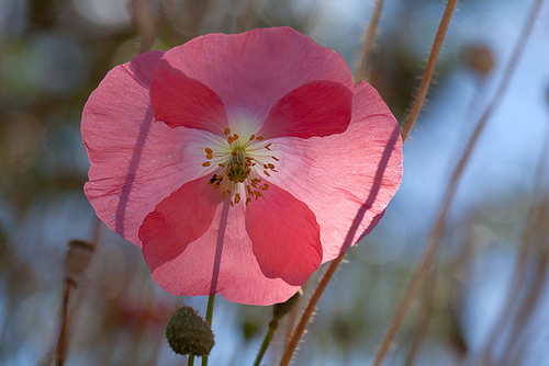 1-10 Project: 4 Pink Poppy Petals