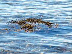 Seaweed coming ashore
