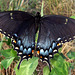 Eastern Tiger Swallowtail, Rare Black Form Female