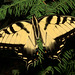 Eastern Tiger Swallowtail, Male