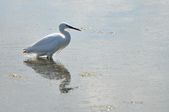 Aigrette