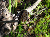 Morel Lincoln National Park