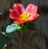 my portulaca