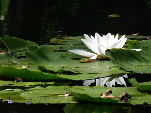 water lily