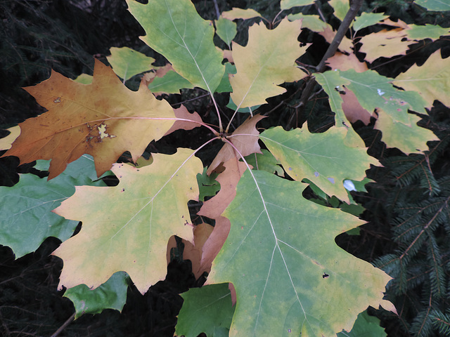 Junge Eiche mit Herbstfärbung