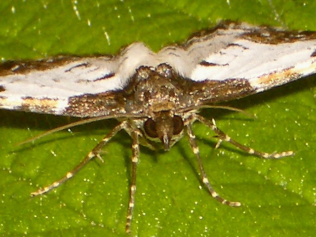 1784 Melanthia procellata (Pretty Chalk Carpet)