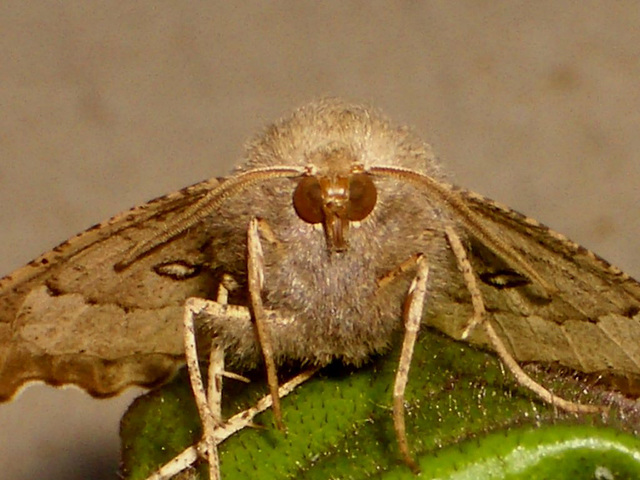 1920 Odontopera bidentata (Scalloped Hazel)