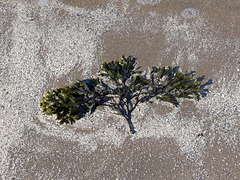 Seaweed & crushed shells