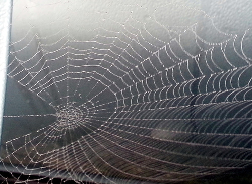 Spinnennetz am Auto