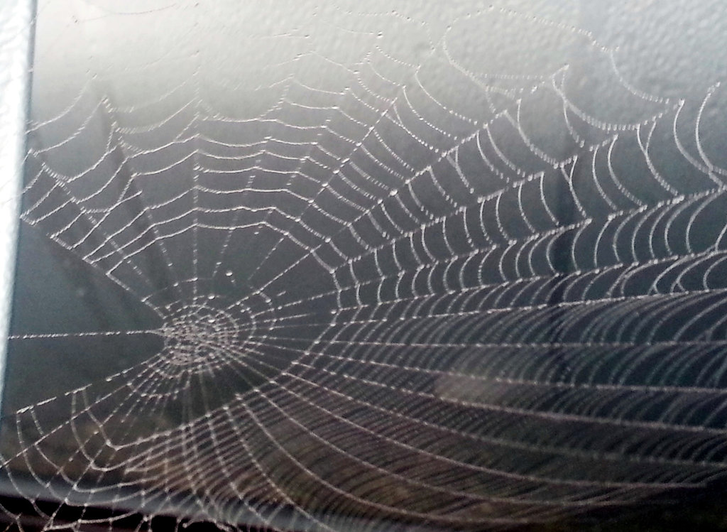 Spinnennetz am Auto