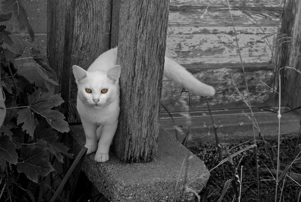 Barn Cat