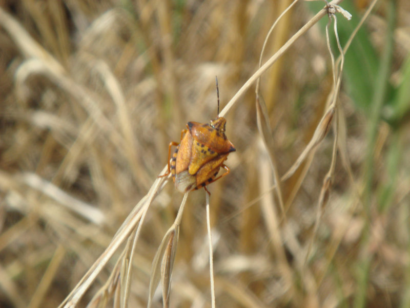Bug - Carpocoris fuscispinus 07-08-2012 15-03-26