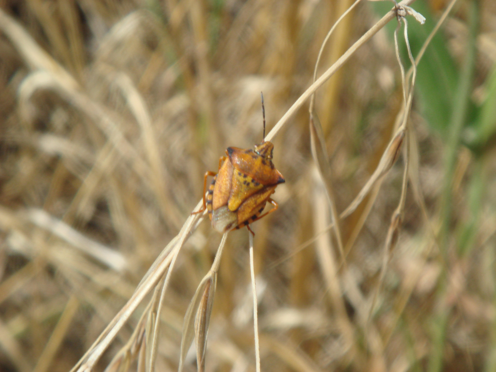Bug - Carpocoris fuscispinus 07-08-2012 15-03-26