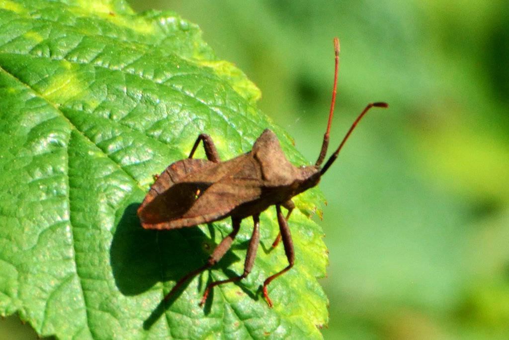 Dock Bug (Coreus marginatus) (2)