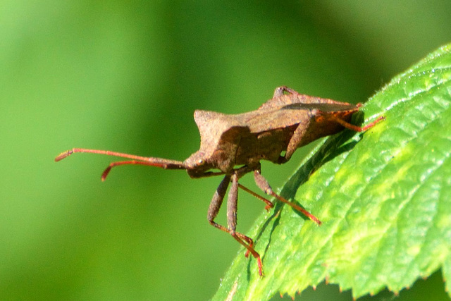 Dock Bug (Coreus marginatus) (3)