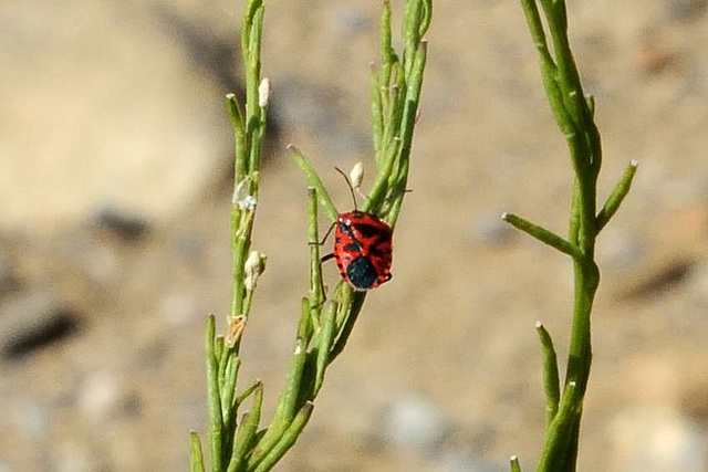 Scarlet Shieldbug (Eurydema dominulus) 01