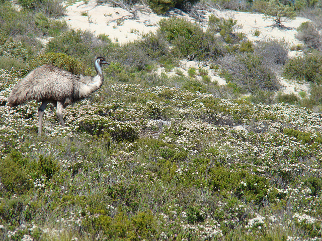 Emu and chicks Coffin Bay