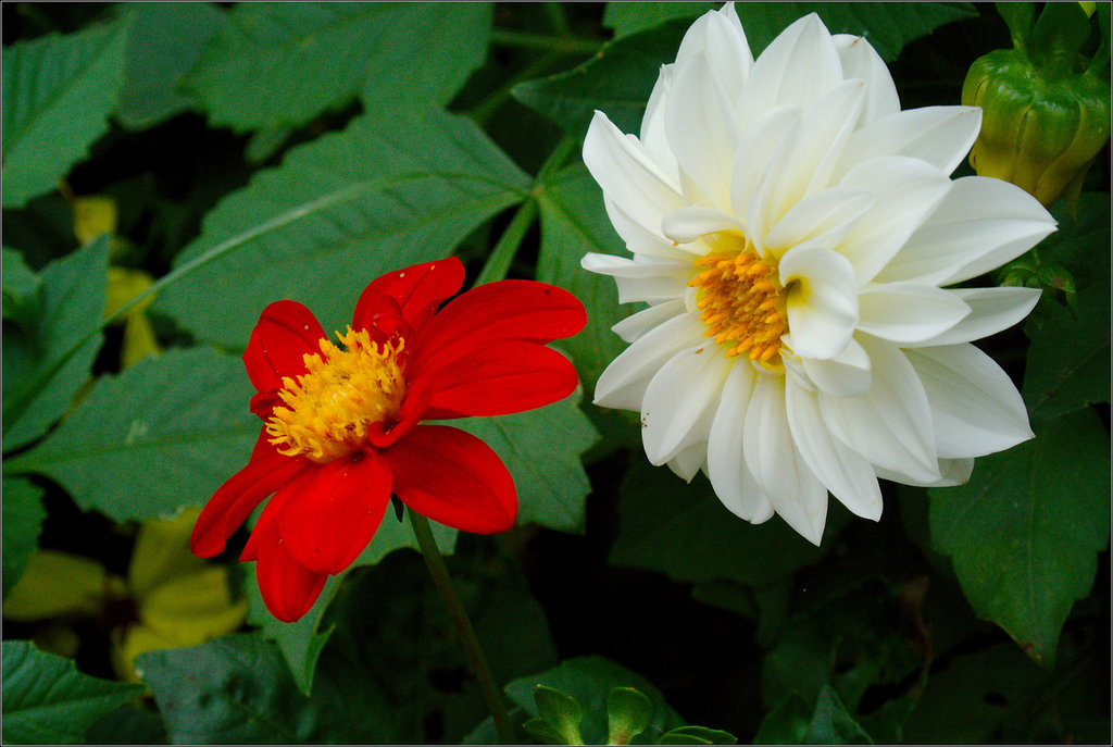 Two Dahlias