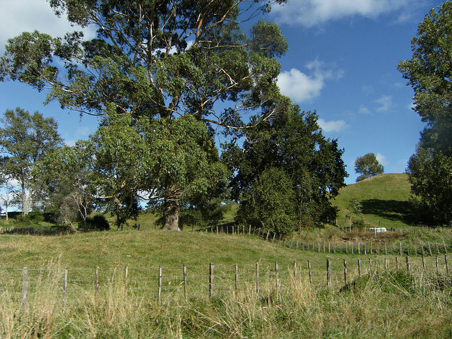 Beautiful Trees