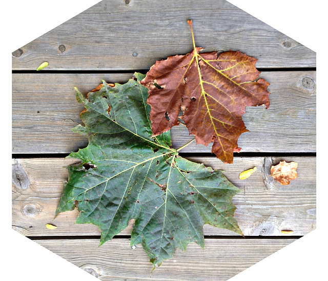 Sycamore leaves