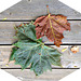 Sycamore leaves