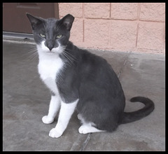 Le chat sympa à l'oreille coupé / Cut ear friendly cat. - Recadrage