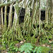 Banyan roots at lava tube entrance