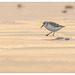 Bécasseau sanderling