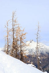 Heather Pass