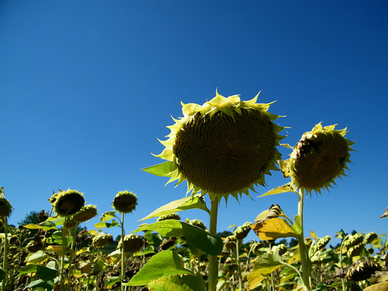 Tournesols