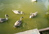 4 Cygnets