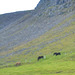 Icelandic horses