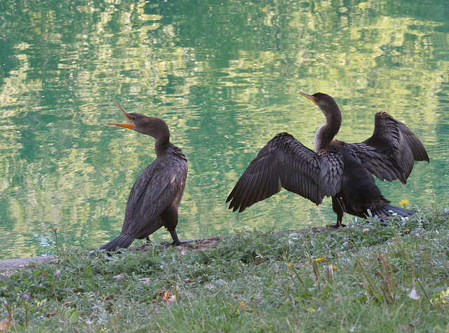 cormorans