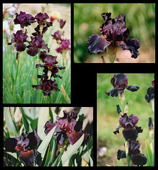 Iris Black As Night