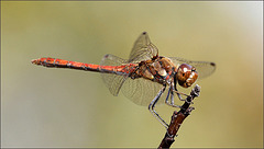 Sympetrum