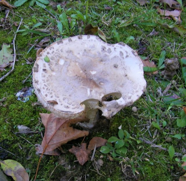 Champignon