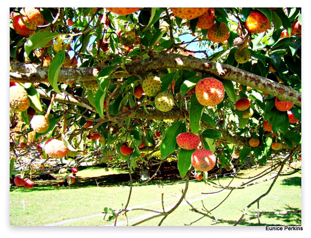 Tree strawberries