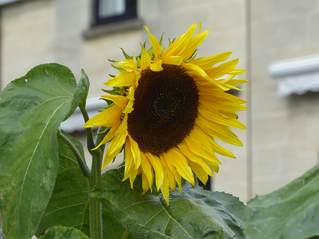 Sunflower - 21 August 2014