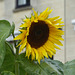 Sunflower - 21 August 2014