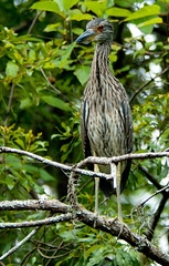 Juvenile Yellow Crowned Night Heron