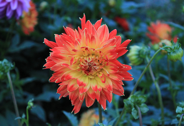 Dahlie - Gelb und Rot/Yellow and Red