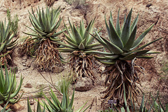 Flat-flowered Aloe at BTA