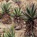 Flat-flowered Aloe at BTA