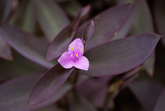 Purple Hearts (Setcreasea pallida) blossom